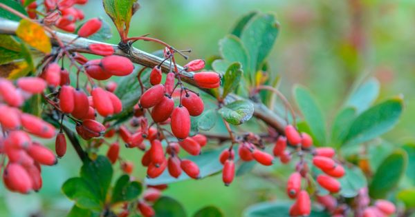 A botanical illustration of Barberry, the source of Nature's Metformin used for managing diabetes